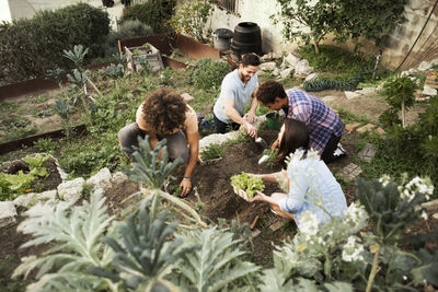 High angle view of multi-ethnic friends gardening at community garden