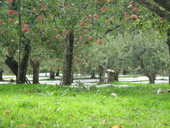 Trees in park