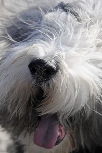 Close-up of dog