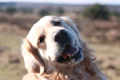 Close-up of dog