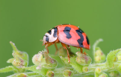 Close-up of ladybug on plant