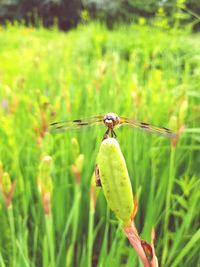 Close-up of insect on leaf