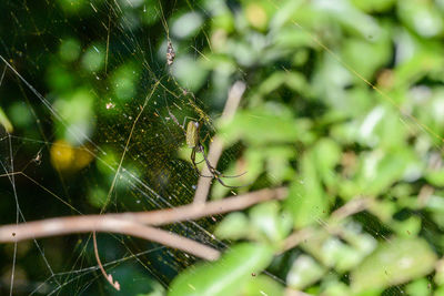 Close-up of spider on web