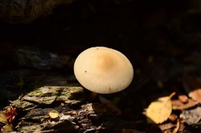 Close-up of mushroom growing on field