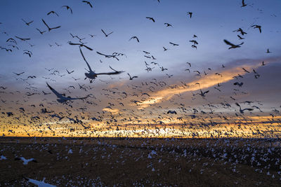 Flock of birds flying in sky