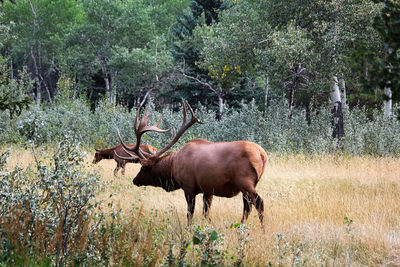 A bull elk protecting his heard in a meadow.