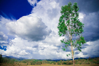 Tree on field against sky