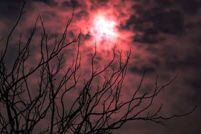 Silhouette of trees at sunset