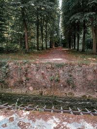 Footpath amidst trees in forest