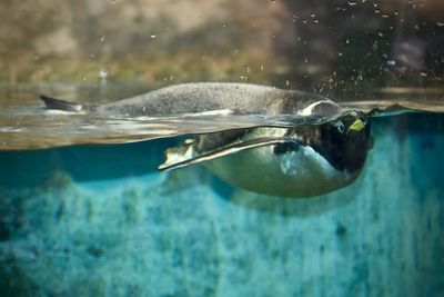 Close-up of fish swimming in water