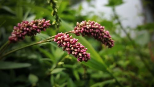 Close-up of red flowering plant