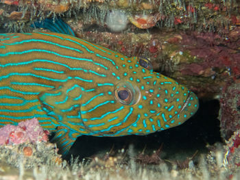 Close-up of fish swimming in sea