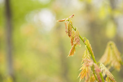 Close-up of insect on plant