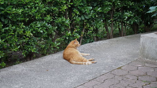 Cat on footpath