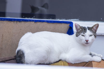 Portrait of white cat resting on floor