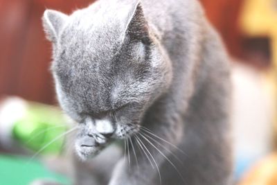 Close-up of cat