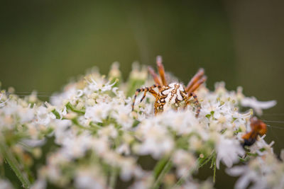 Close-up of insect on flower