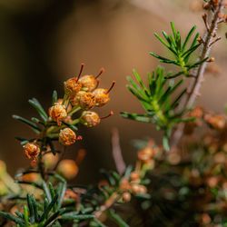 Close-up of flowering plant