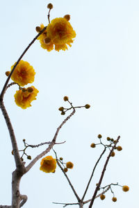 Low angle view of yellow flowers against clear sky