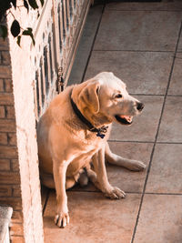 High angle view of dog sitting on footpath