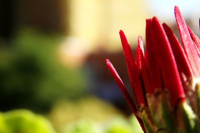 Close-up of red flower