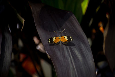 Close-up of butterfly on leaf