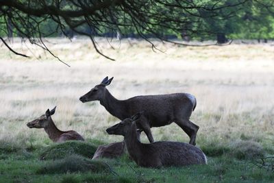 Herd of deer resting in forest