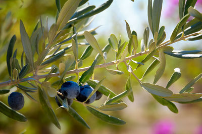 Ripe olives hang on the branches of an olive tree