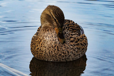 Close-up of duck swimming in lake