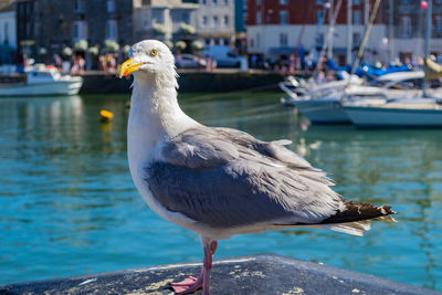 Close-up of seagull perching on a harbor