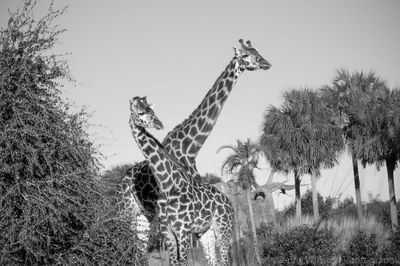 View of giraffe against sky