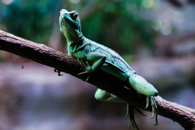 Close-up of a lizard on tree