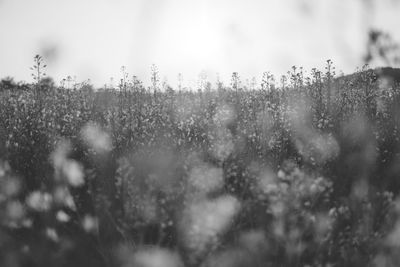 Close-up of fresh plants against sky