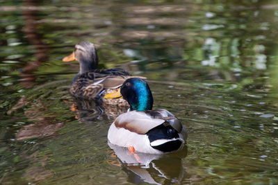 Duck swimming in lake