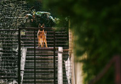 Dog behind fence