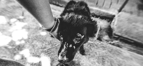 Low section of person with dog