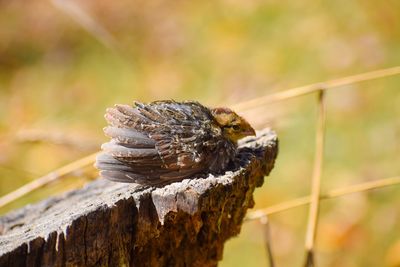 Close-up of bird perching on wood