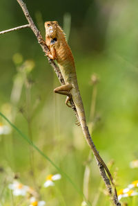 Close-up of lizard on tree