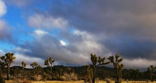 Low angle view of trees against sky