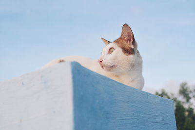 Low angle view of cat against clear sky