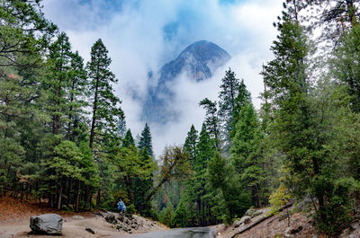 Panoramic view of trees in forest against sky