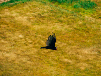 Bird flying over water