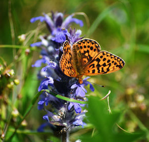 Close-up of butterfly pollinating on purple flower