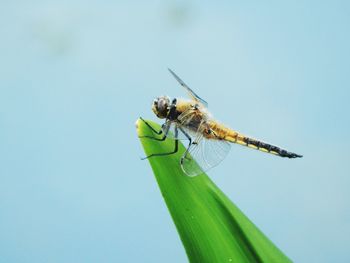 Close-up of dragonfly on leaf against sky