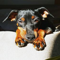 Close-up portrait of dog relaxing at home