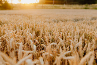 Close-up of stalks in field