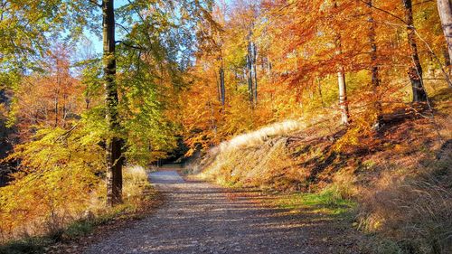 Road passing through forest