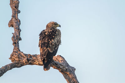 Low angle view of eagle perching on tree against sky