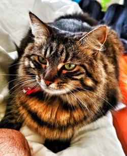 Close-up portrait of a cat