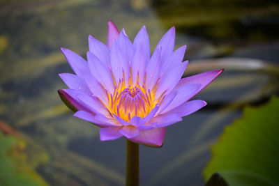 Beautiful waterlily or lotus flower in pond